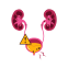 Urinary Tract / Bladder Stones Treatment icon